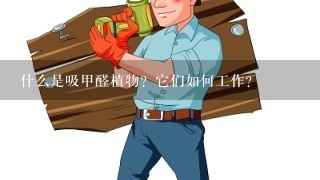 什么是吸甲醛植物？它们如何工作？